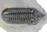 Morocconites Trilobite Fossil - Ofaten, Morocco #291846-1